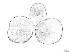 potato Coloring Pages To Print